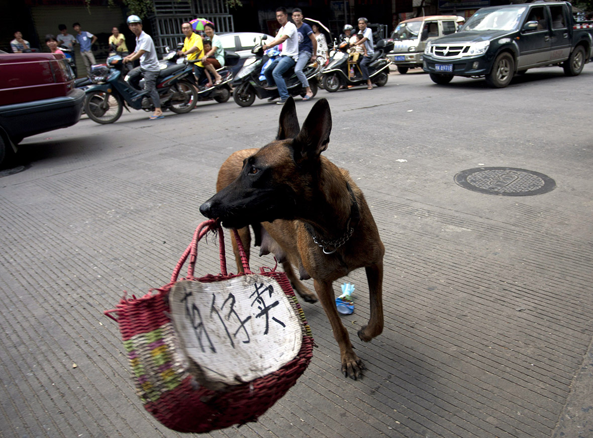 dog meat festival china