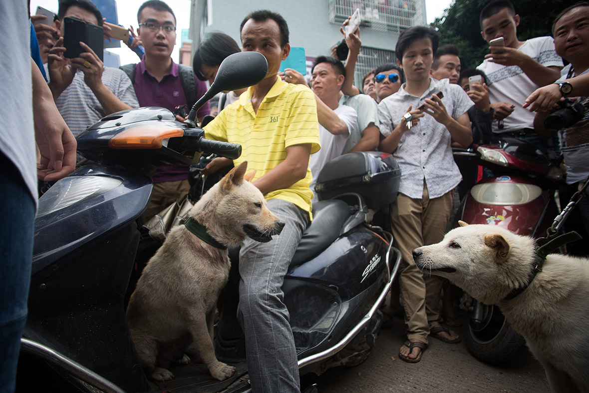 China Dog Meat Festival Animal rights activists rescue pets destined