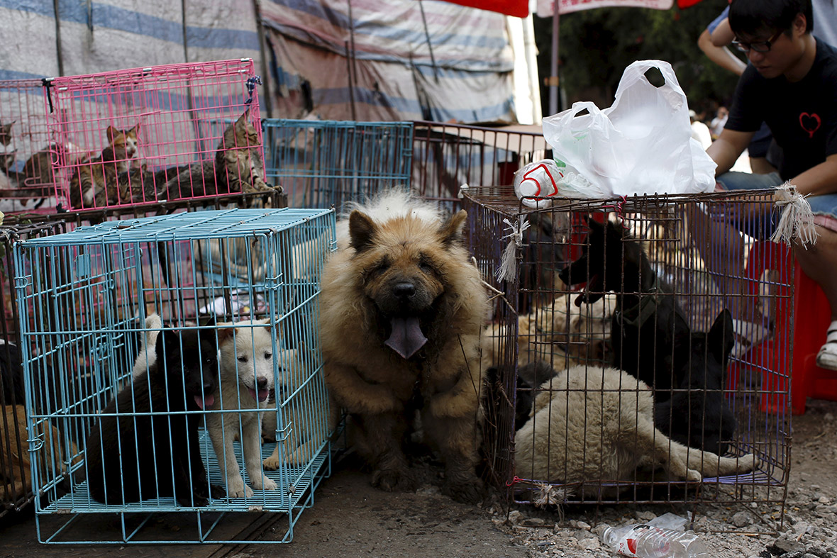 China Dog Meat Festival Animal rights activists rescue pets destined