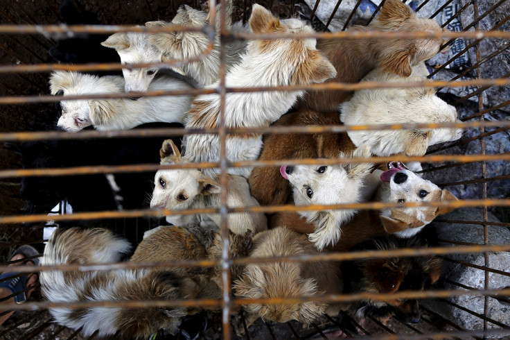 dog meat festival china