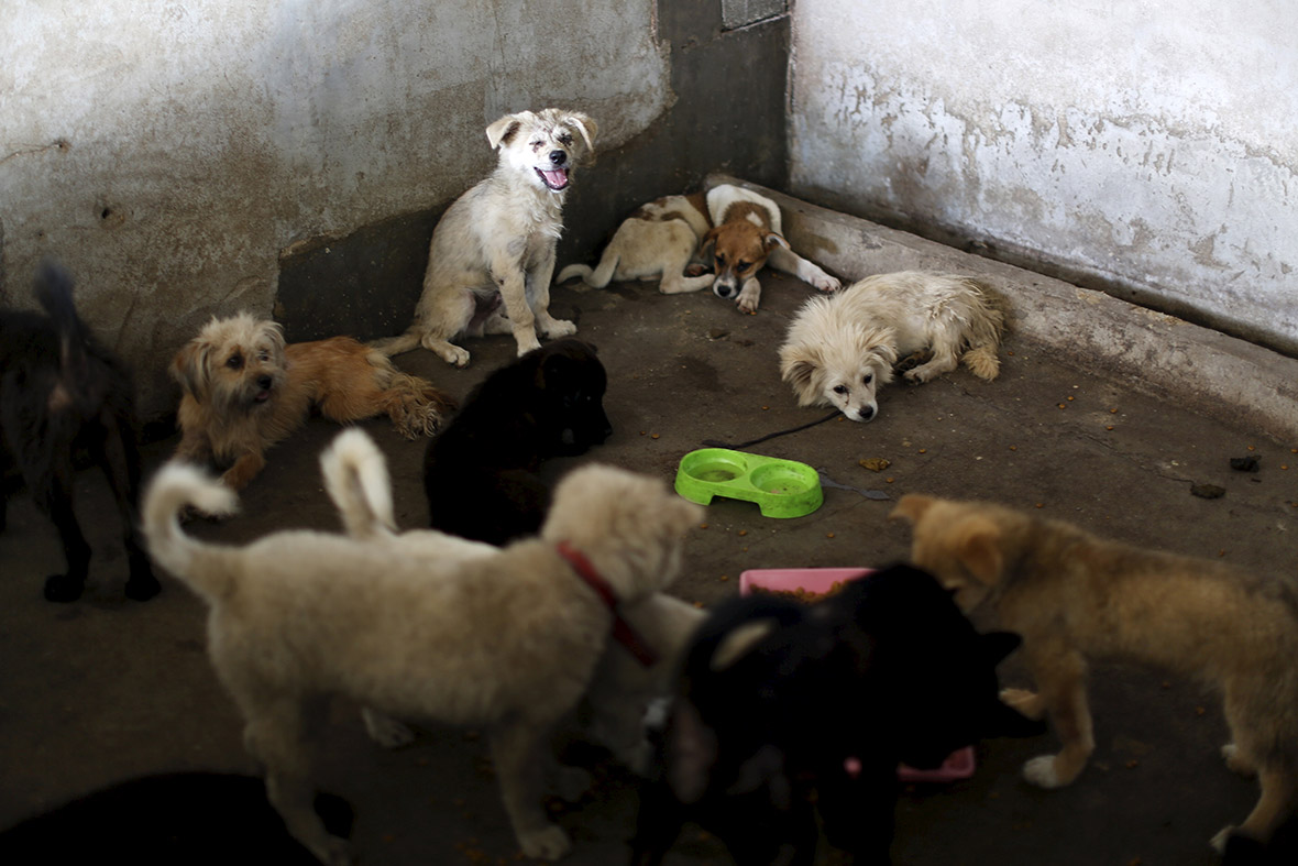 Abandoned or culled: plight of pets in virus-stricken China | IBTimes UK