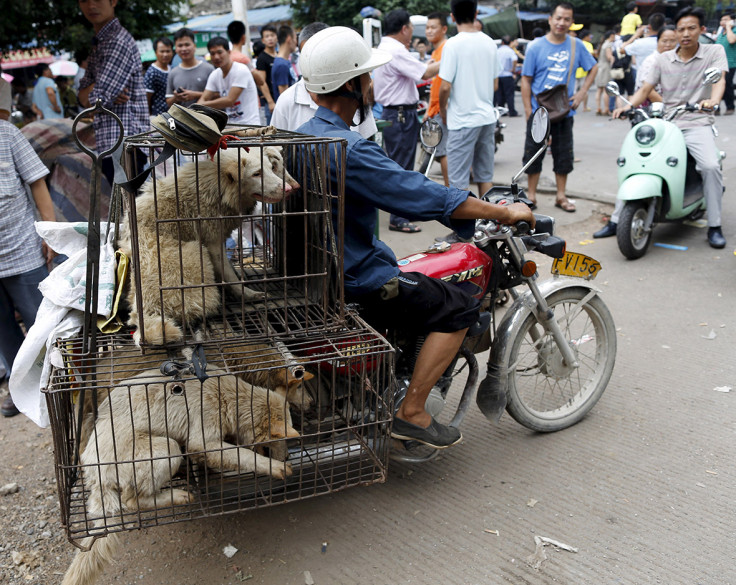 dog meat festival china