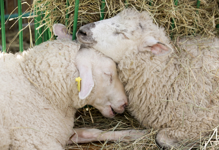 Sheep Canberra