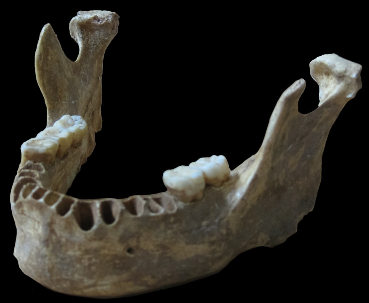 Neanderthal jaw bone