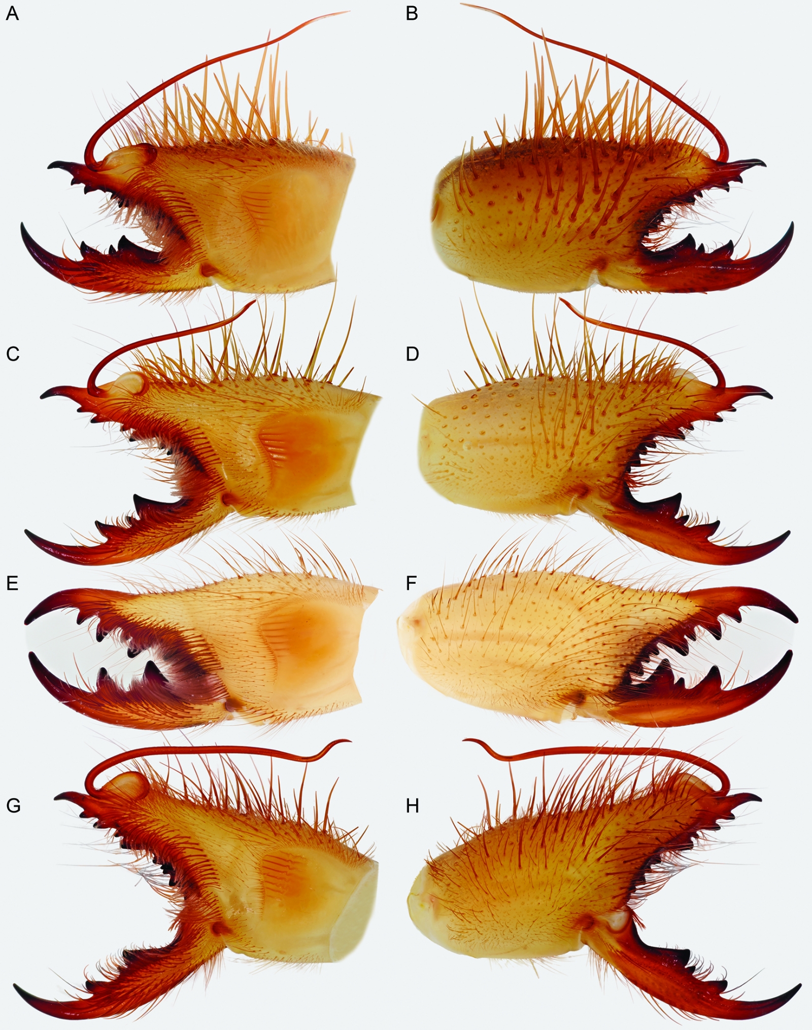 Warning potentially scary images: Fearsome jaw of camel spider unveiled ...