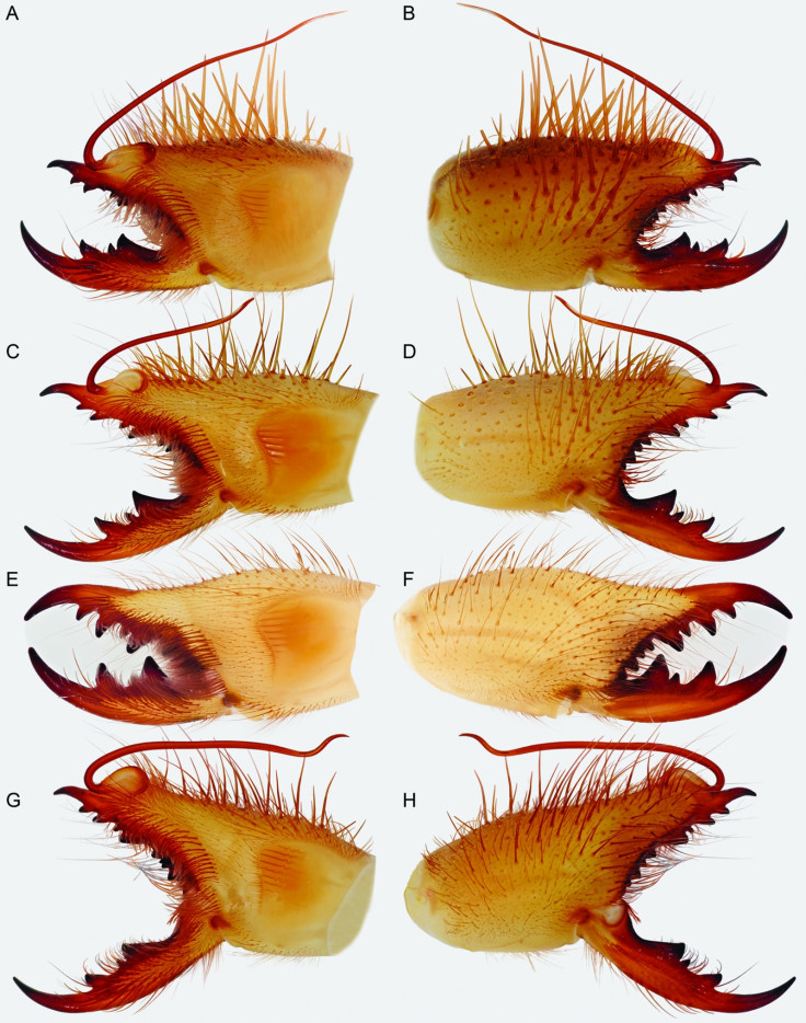 camel spider