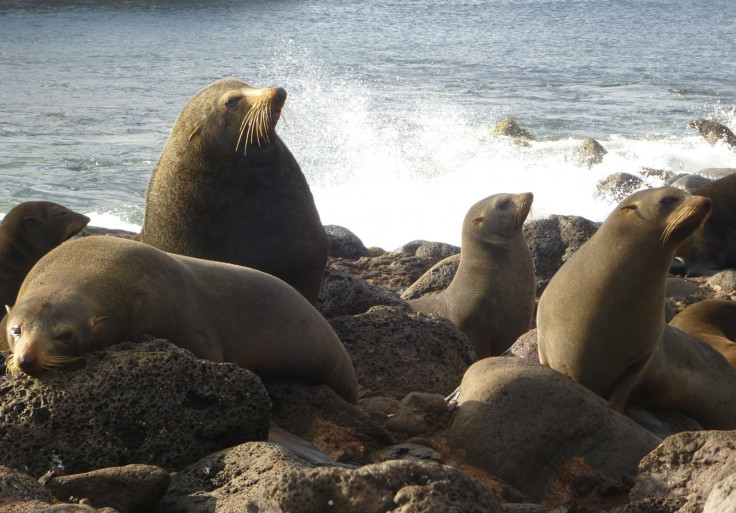 FUR SEAL