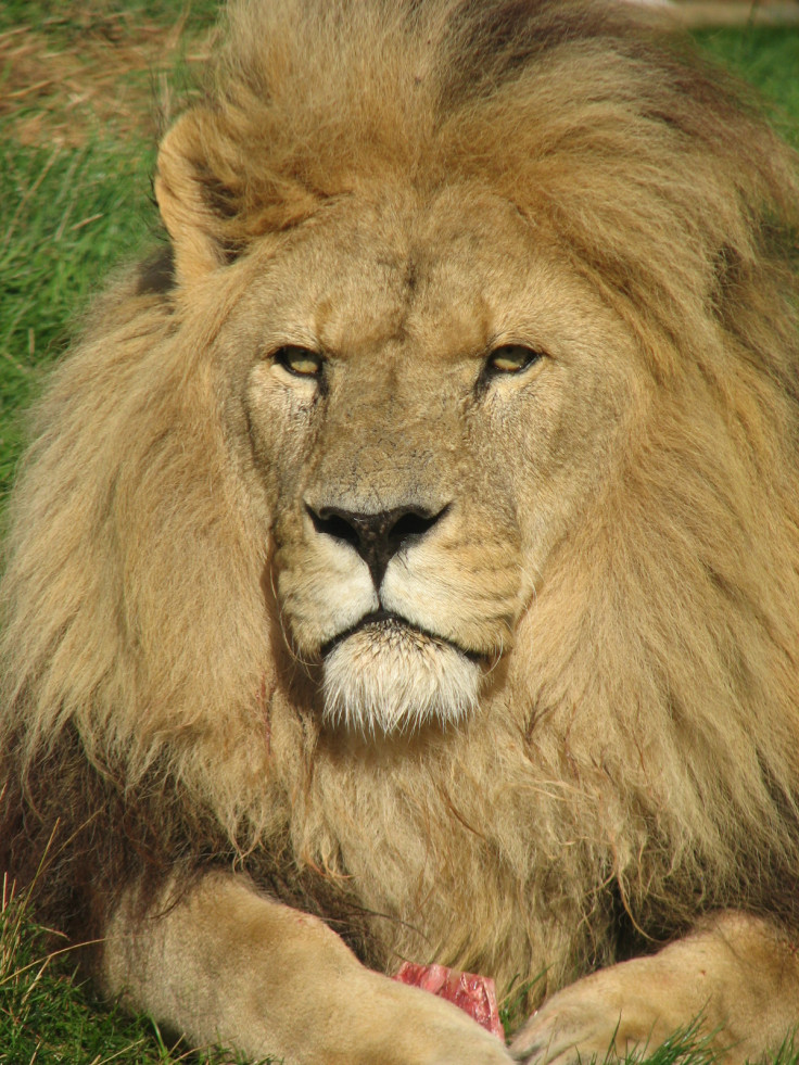 LION PANTHERA