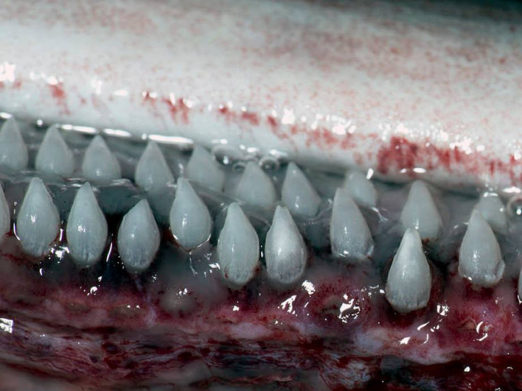 basking shark australia