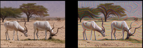 Psychedelic images generated by Google's neural network