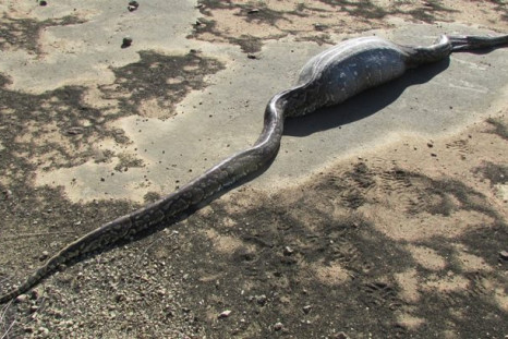 african rock python