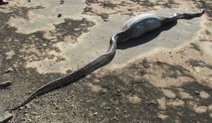 african rock python