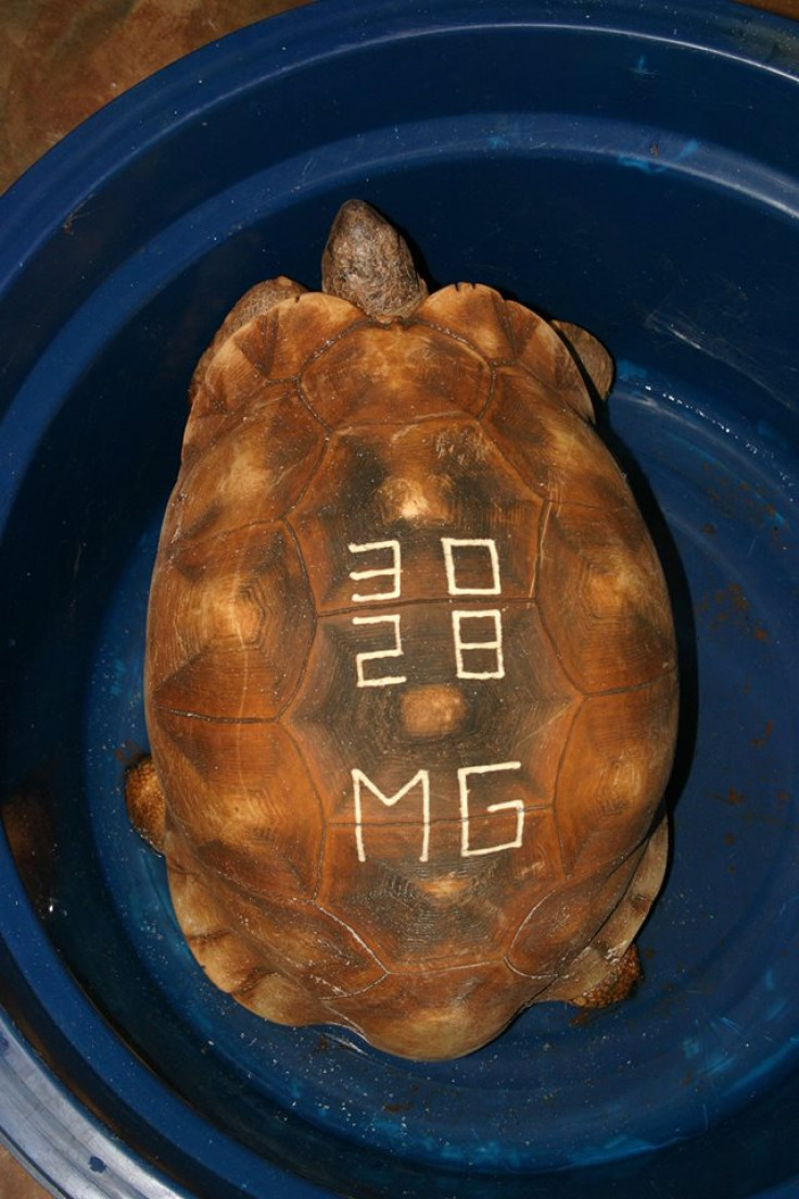ploughshare tortoise