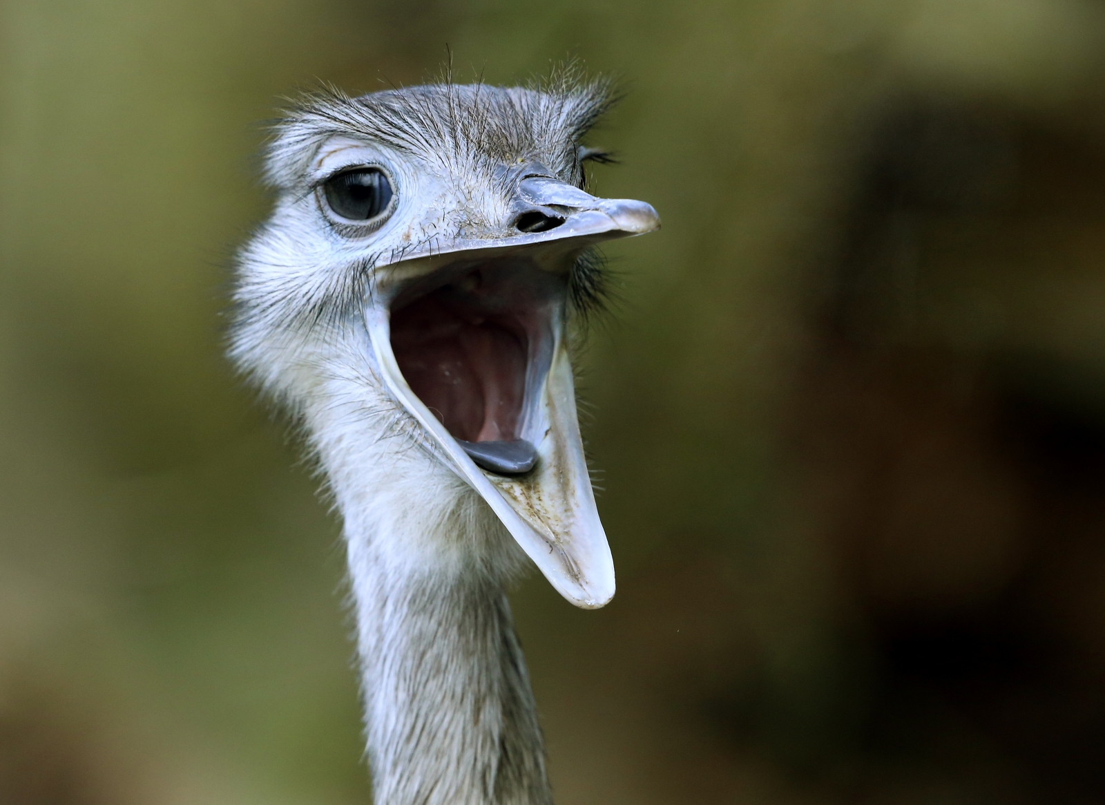 Nottinghamshire: 'Aggressive' ostrich-like rhea on the loose near Worksop