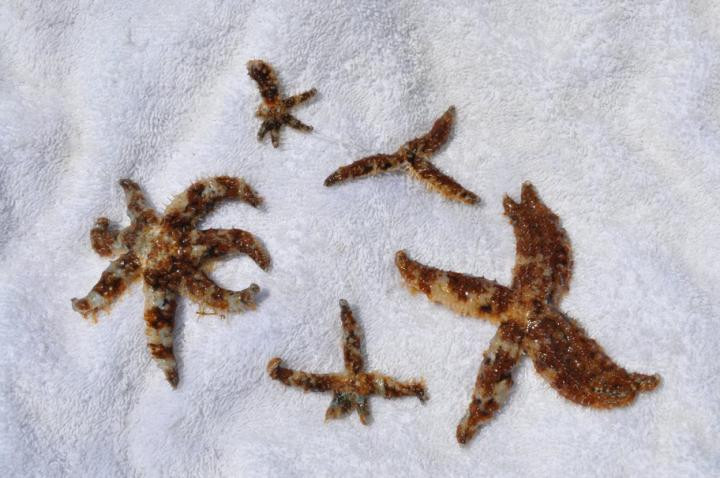 STARFISH