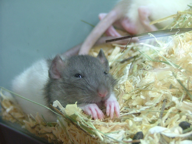 sleeping cute rat