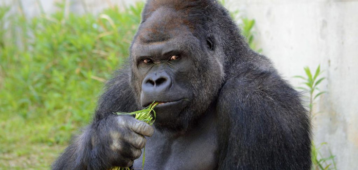 Shabani the gorilla