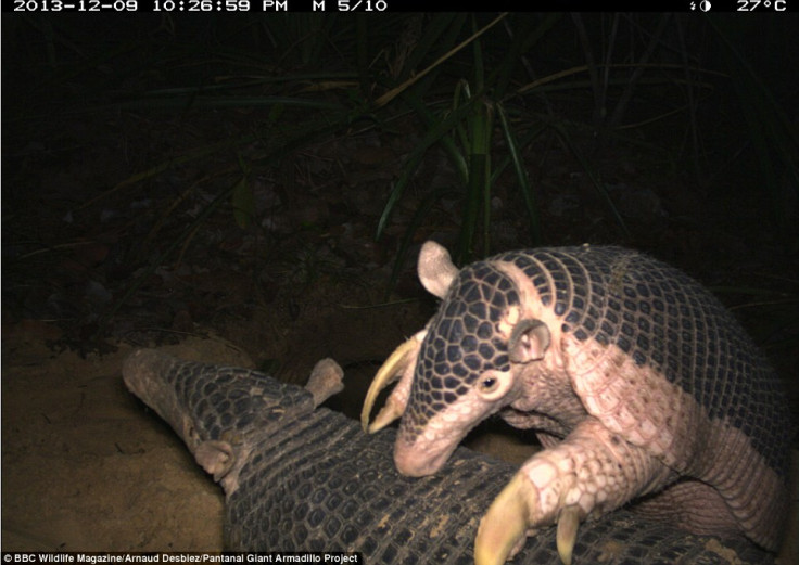 Alex giant armadillo