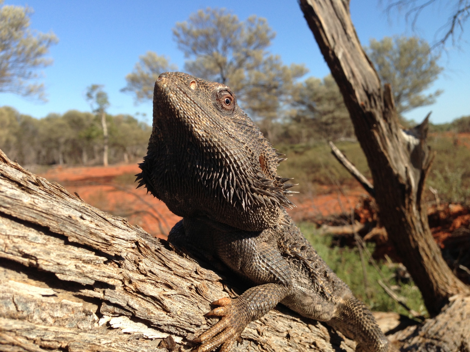 lizard-sex-change-bearded-dragons-susceptible-to-climate-induced-sex