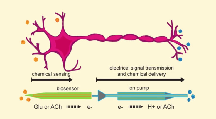 artificial intelligence neuron brain mimic