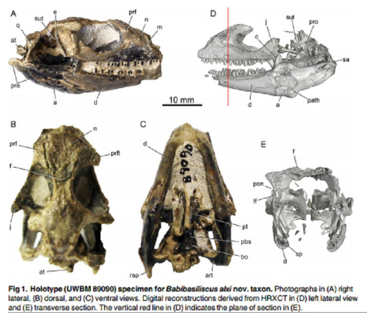 jesus lizard fossil