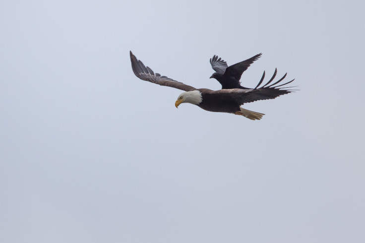 crow rides eagle