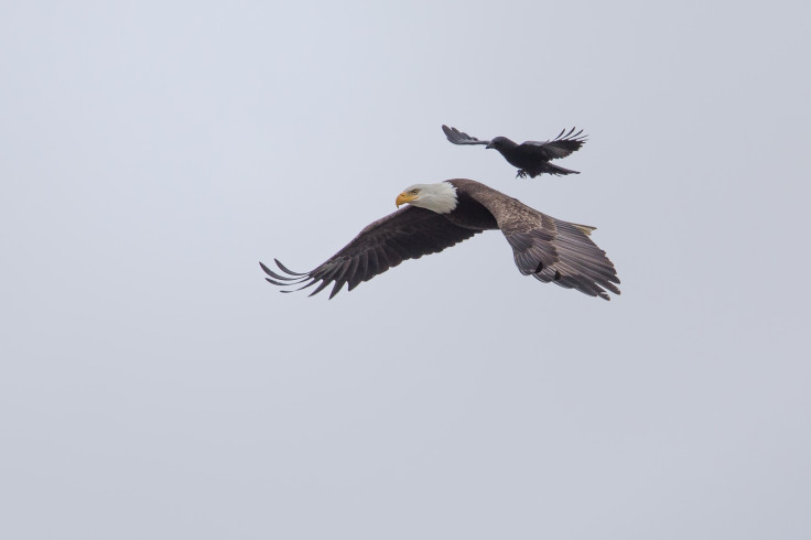 crow rides eagle