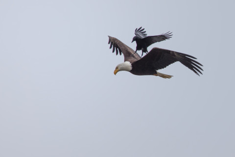 crow rides eagle
