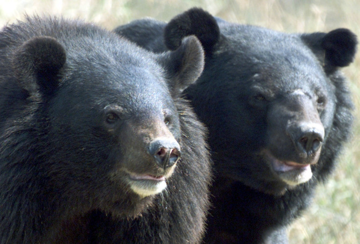 asian black bears
