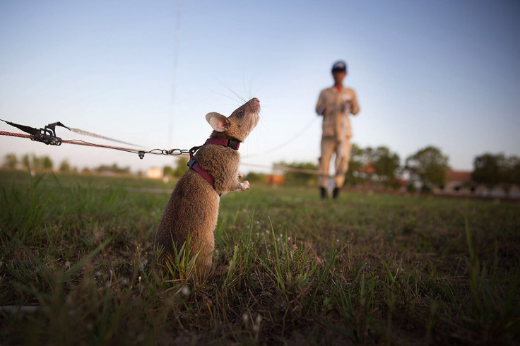 cambodia giant rats land mines