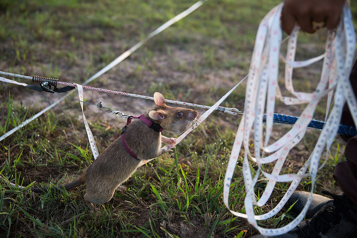 cambodia giant rats land mines