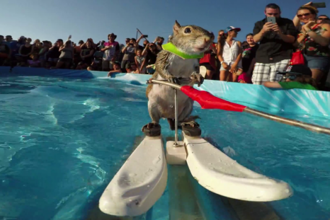 water skiing squirrel