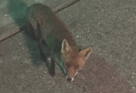 Fox attack