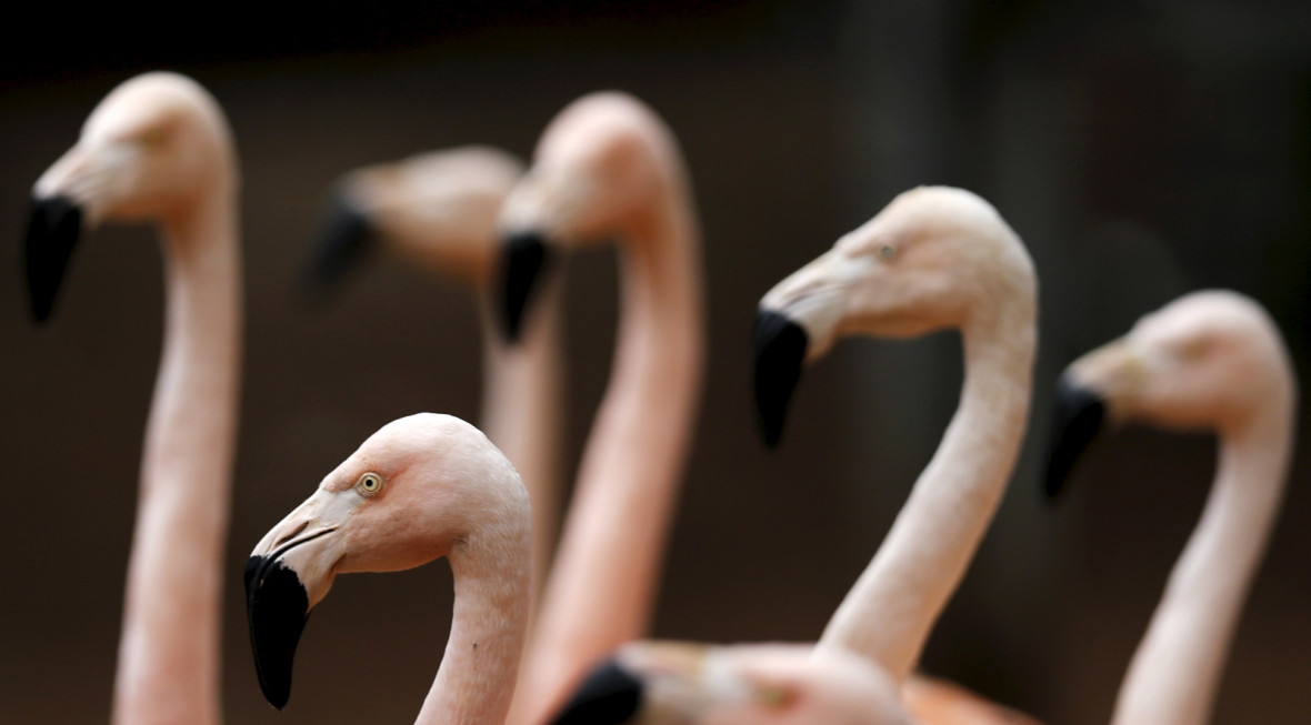 flamingo flamingo
