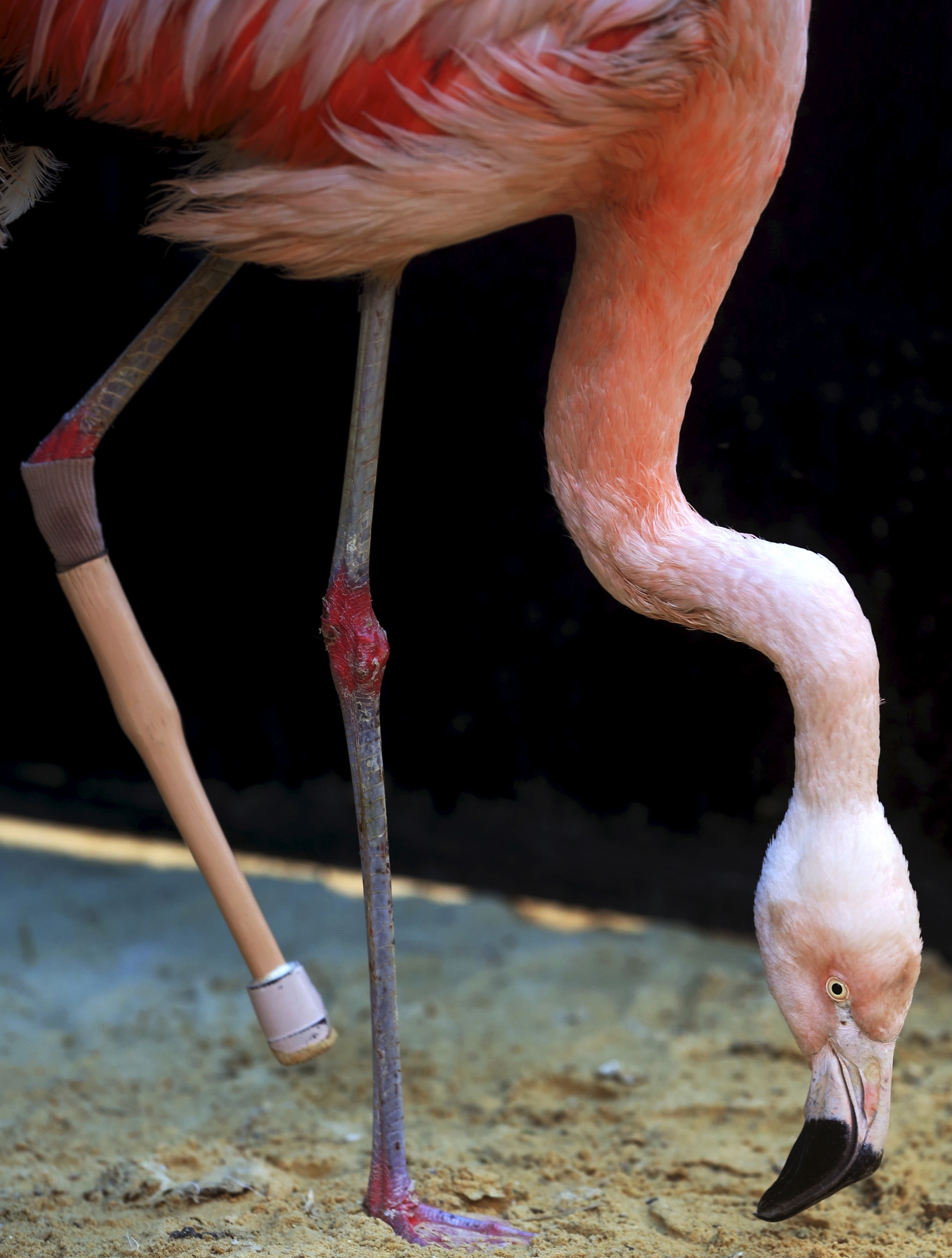 flamingo one leg