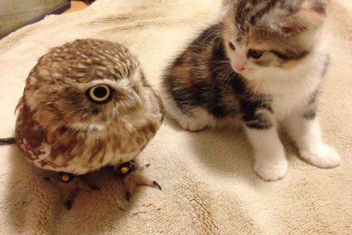 Owl and kitten