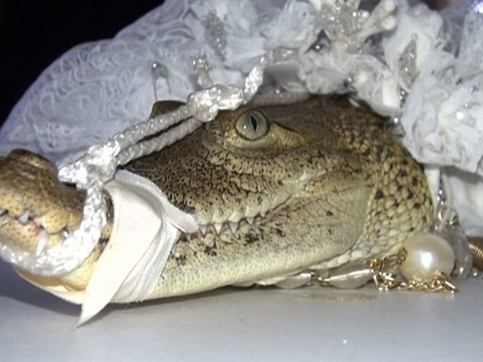 Mexico: Local mayor marries crocodile in hope of good harvest
<p data-wpview-marker=