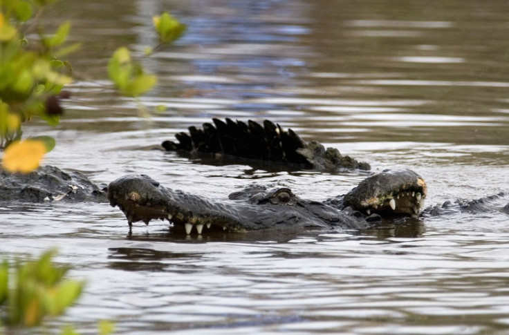 Alligator attack