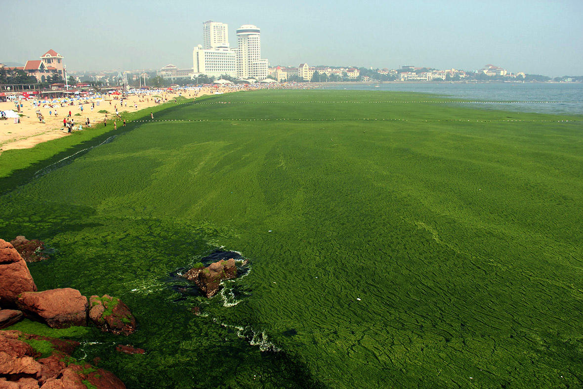 China: Yellow Sea turns green as Qingdao beaches are covered in algae ...