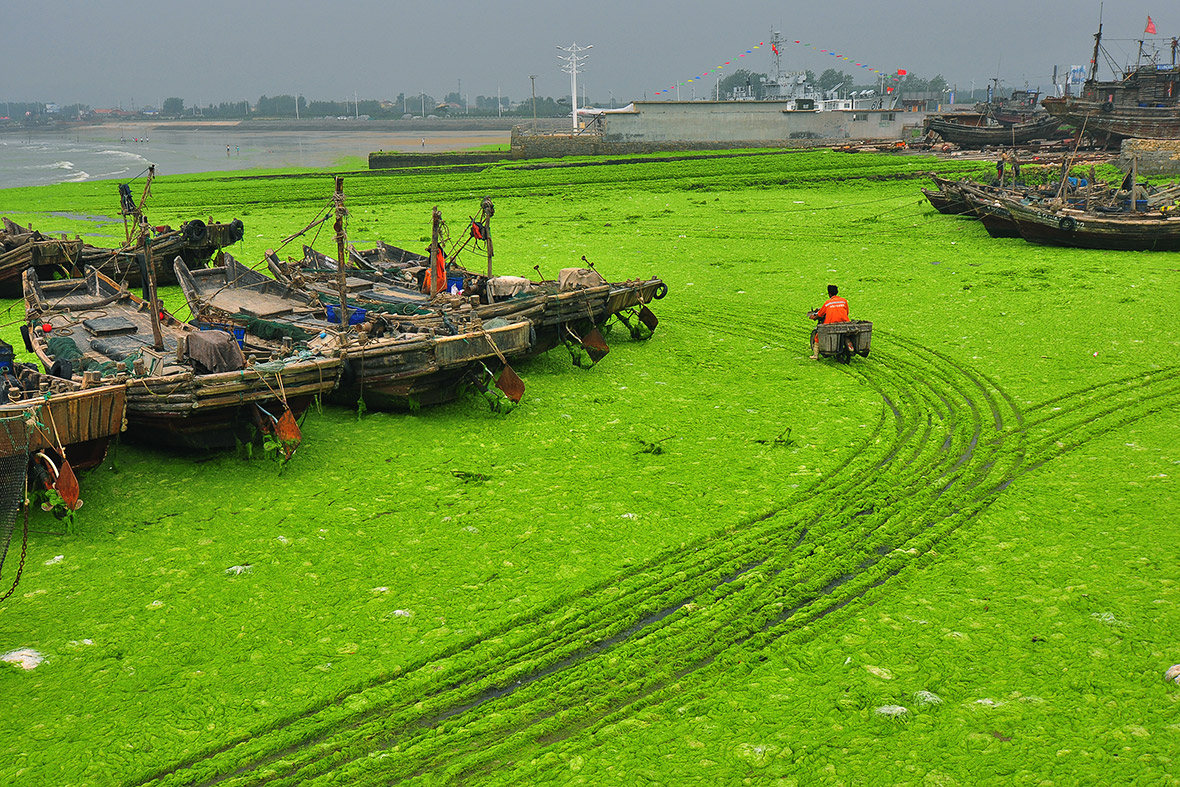 China: Yellow Sea turns green as Qingdao beaches are covered in algae ...