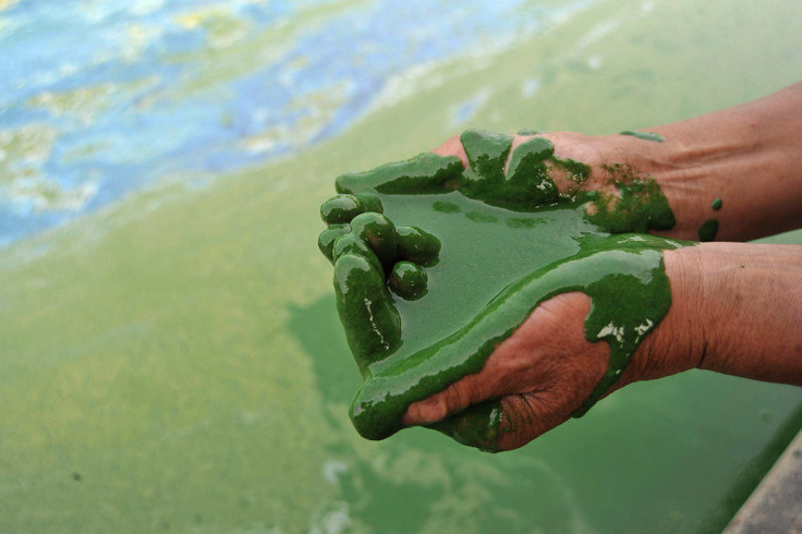 china algae