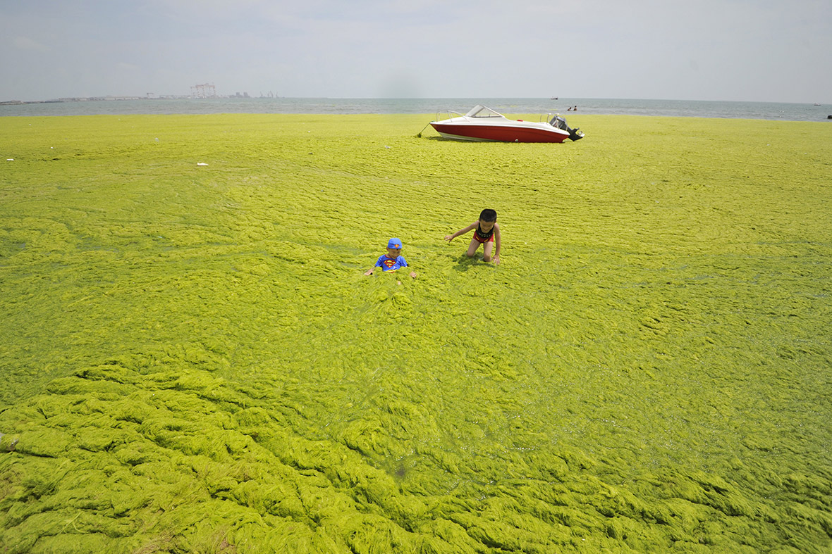 China Yellow Sea turns green as Qingdao beaches are covered in algae [Photos]