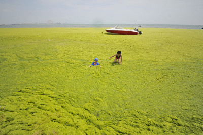 China: Yellow Sea turns green as Qingdao beaches are 