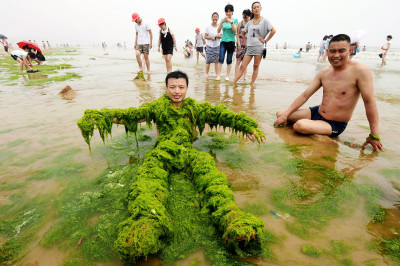 china algae