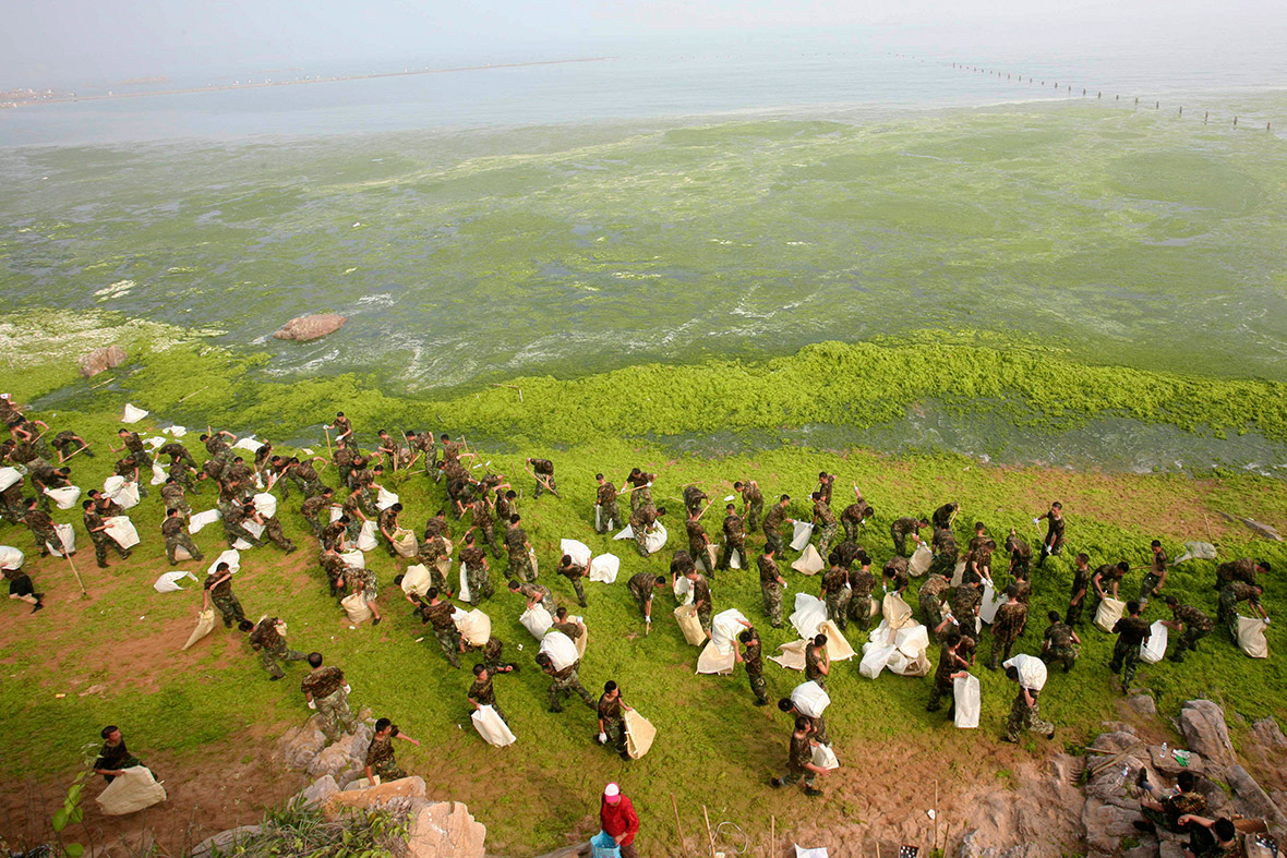 china algae