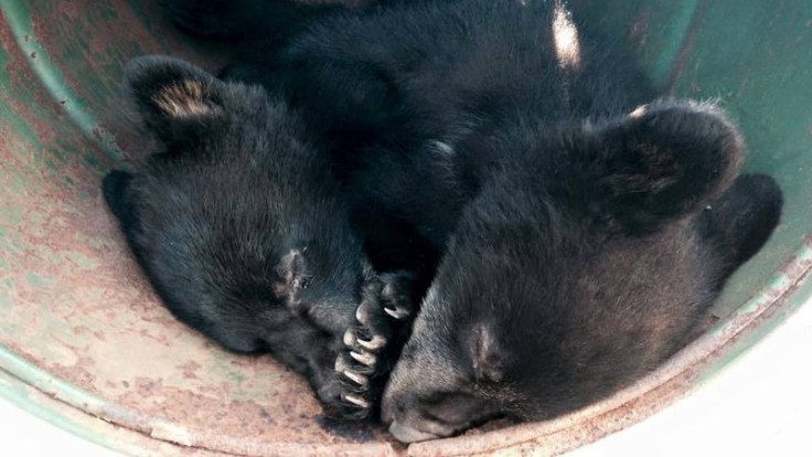 bear cubs