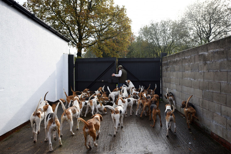 Fox hunting hounds