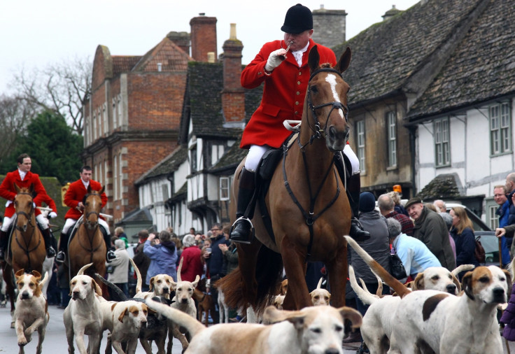 fox hunting