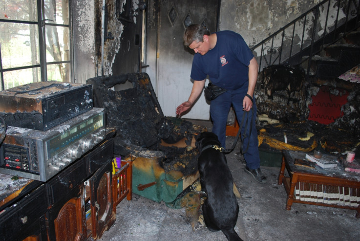 A dog trained to detect arson