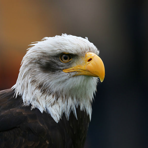 Epic battle between bald eagle and two seagulls captured by photographer